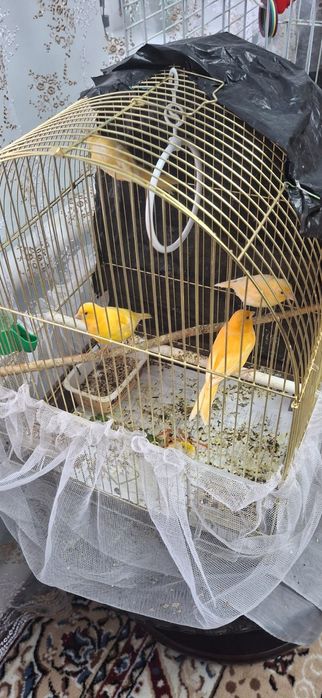 Поющие конарейки семья