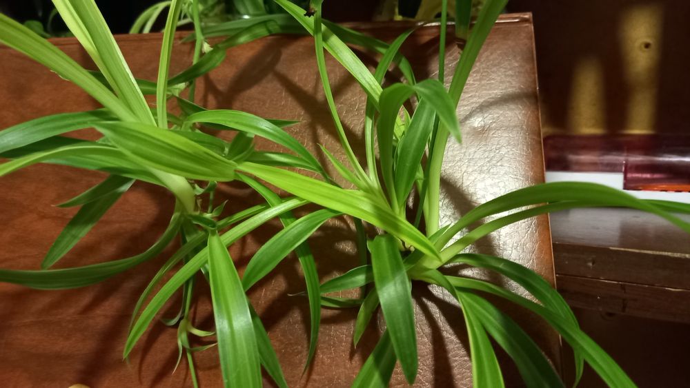 Комнатные цветы молоденькие