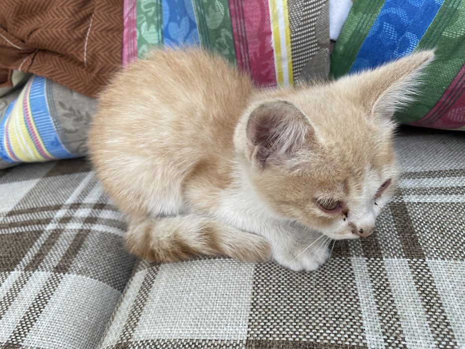 Милые котята ищут новый дом
