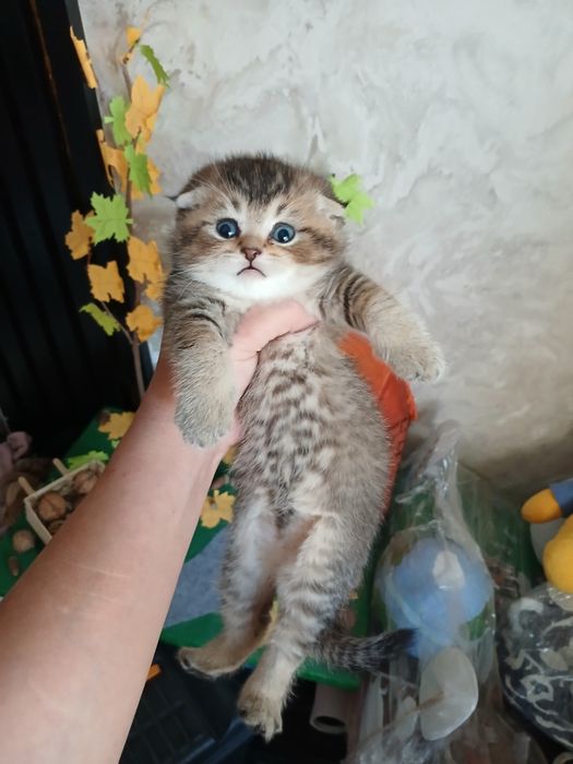 Скоттиш страйт и фолд девачка и мальчик