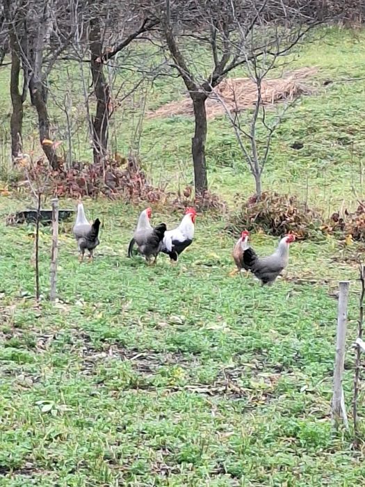 Vind ouă italiană argintie