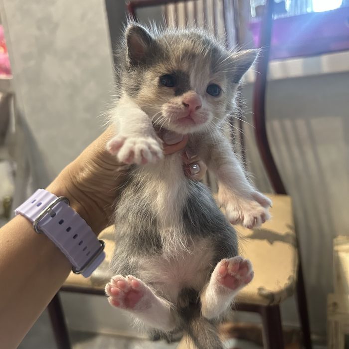 Отдам котят в добрые руки !!!