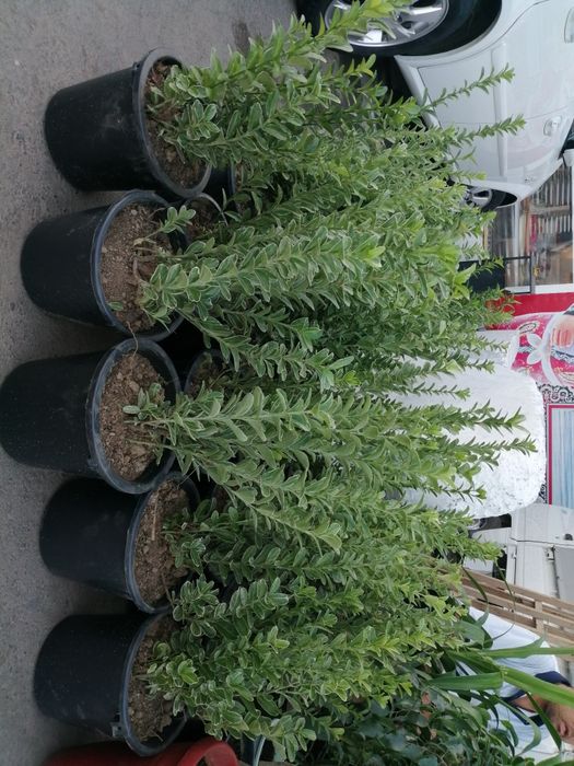 Брисклит 80000 сум