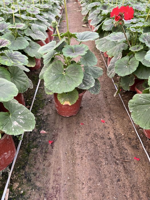 Герань geran  golland