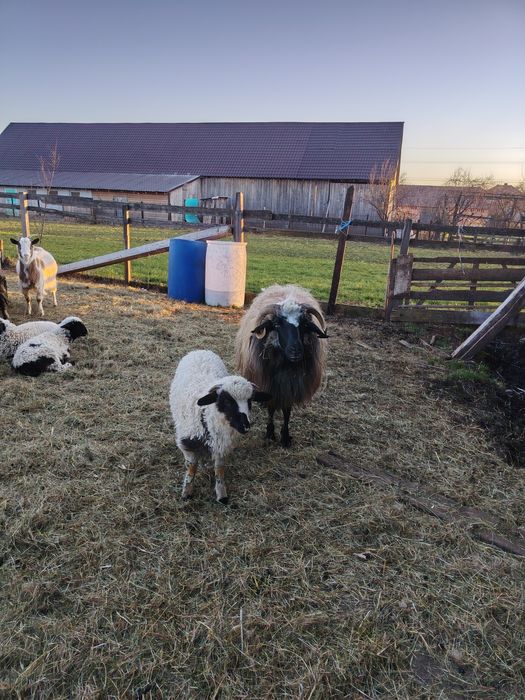 Vînd 12 oi și miei