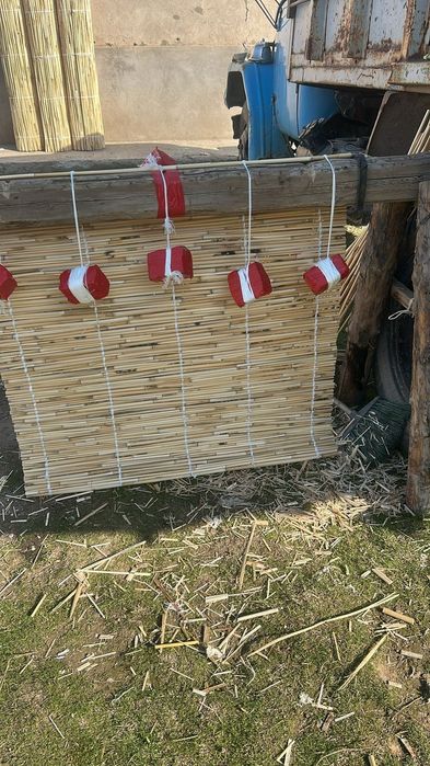 Декоративный камыш