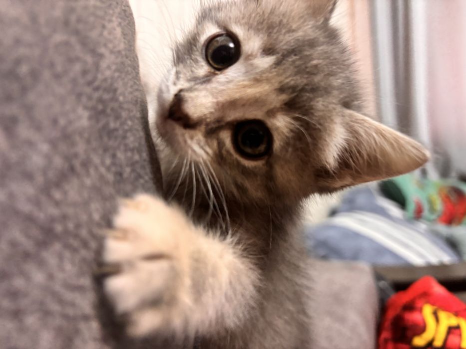 Отдам домашних котят
