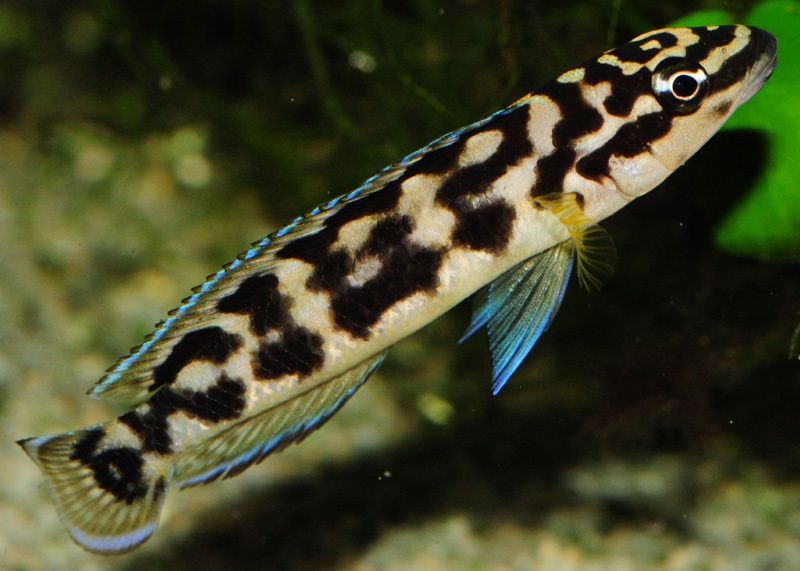 Julidahromis turlari harhil