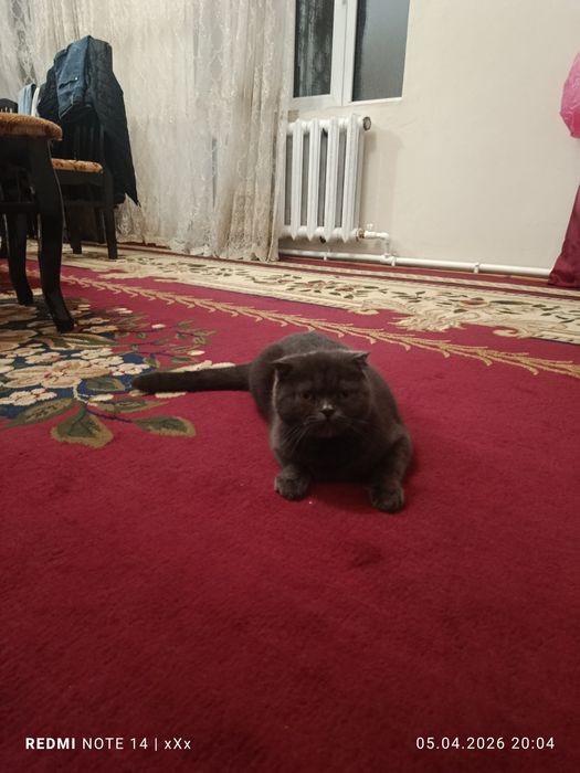 Чистокров на я шотландка