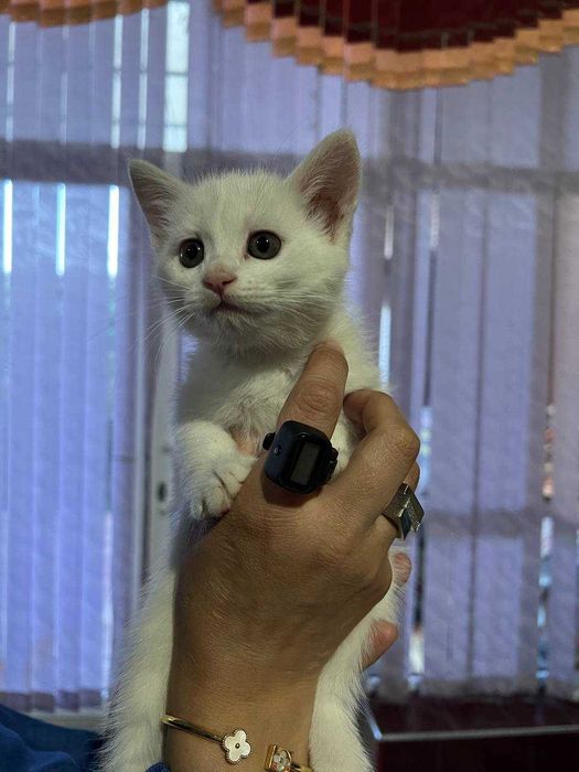 Продаются котята Шиншиллы!!