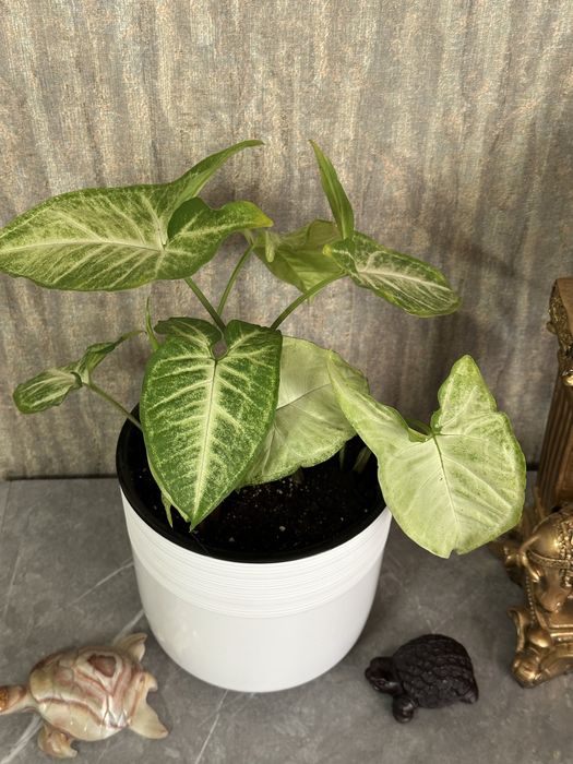 Сингониум Батерфляй