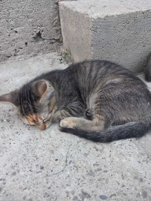 pisoi jucausi si dragalasi