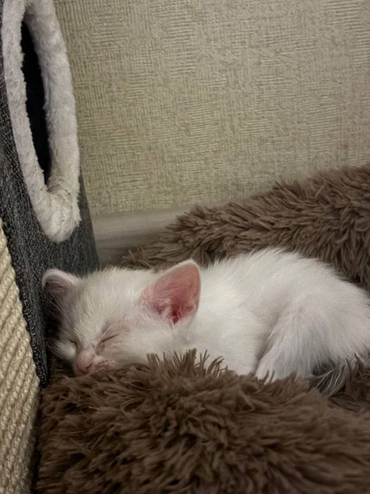 Отдадим котят , две девочки.