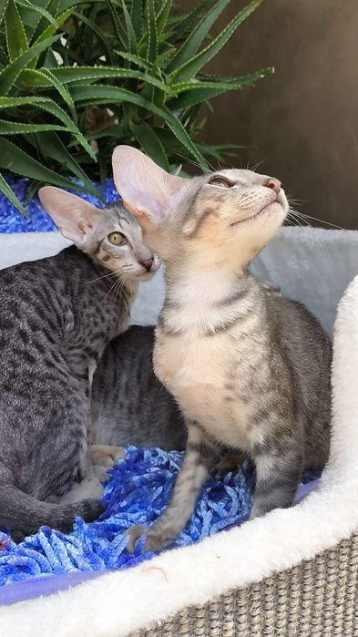 Очень Редкие ГОЛУБЫЕ ( леопардовые )  Ориенталы