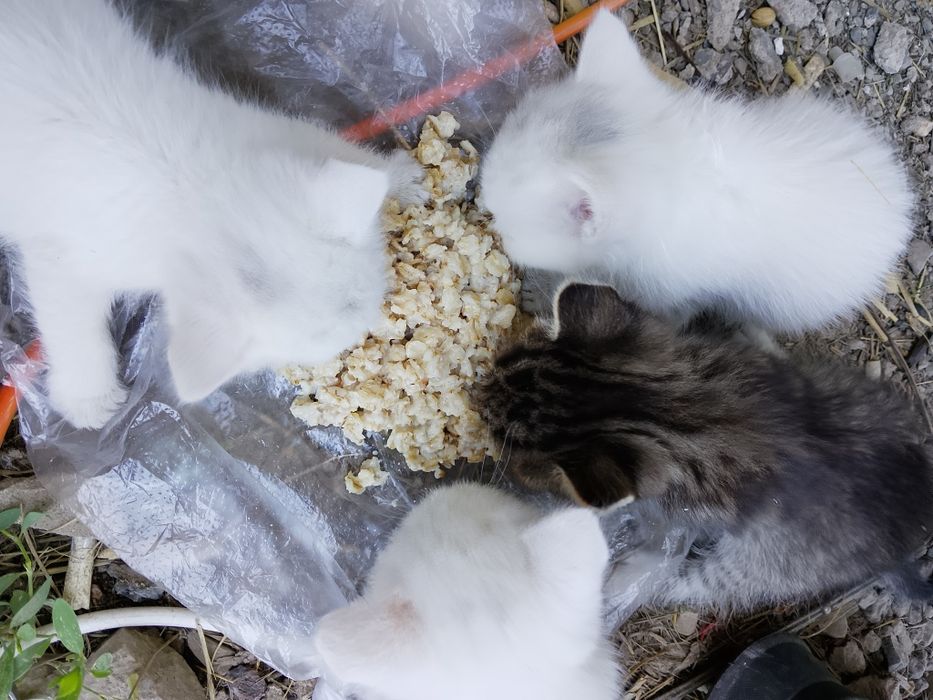 Отдам котят в хорошие руки