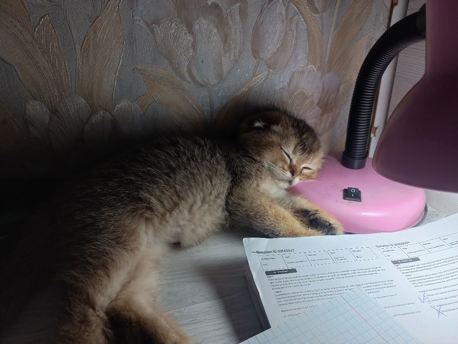 Золотой скоттиш фолд