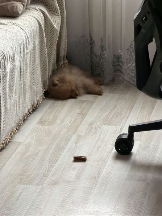 Рыжее солнышко в ваш дом!