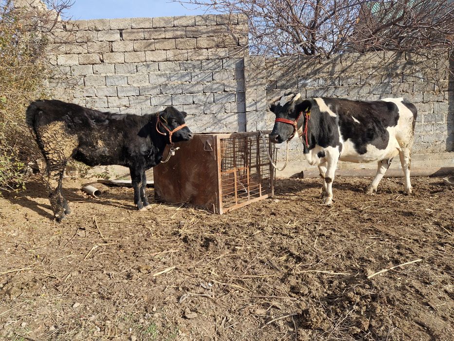 Бұзаулы сиыр сатылады