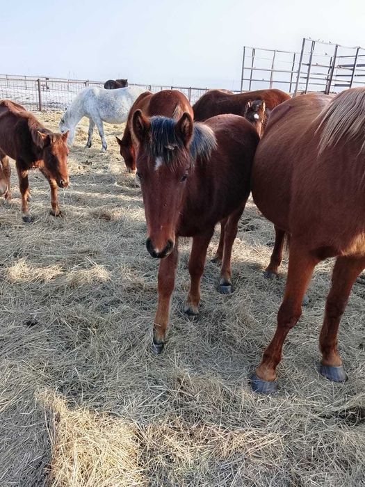 Продам жеребёнка