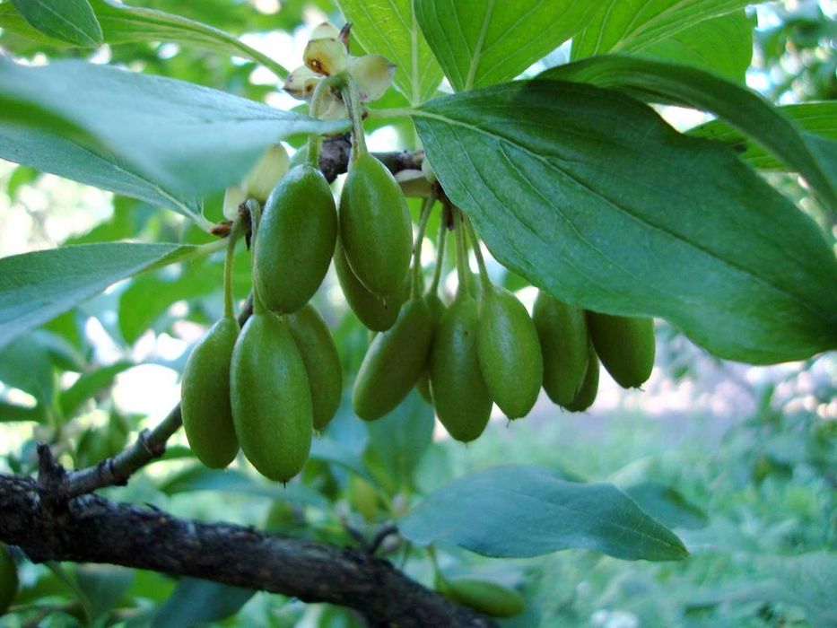 Продаём Ягоду Кизил!