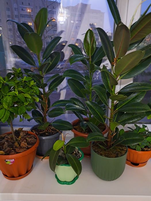 Фикус Эластика (каучуконосный)