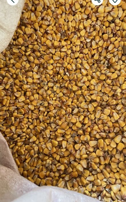 Продам кукурузу взкрне
