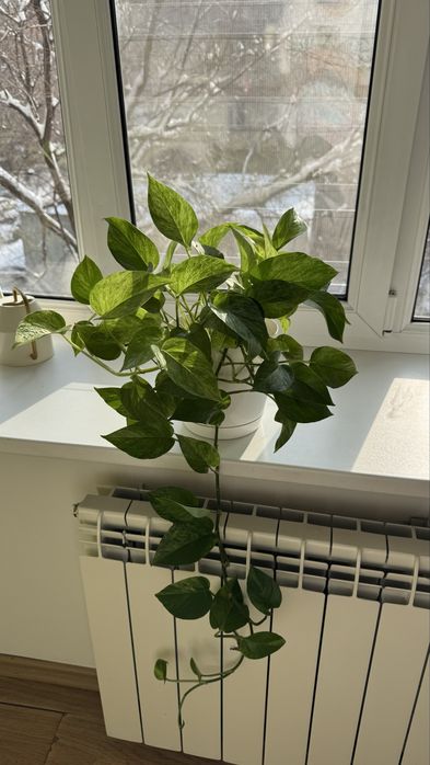 Шикарные эпипремнумы