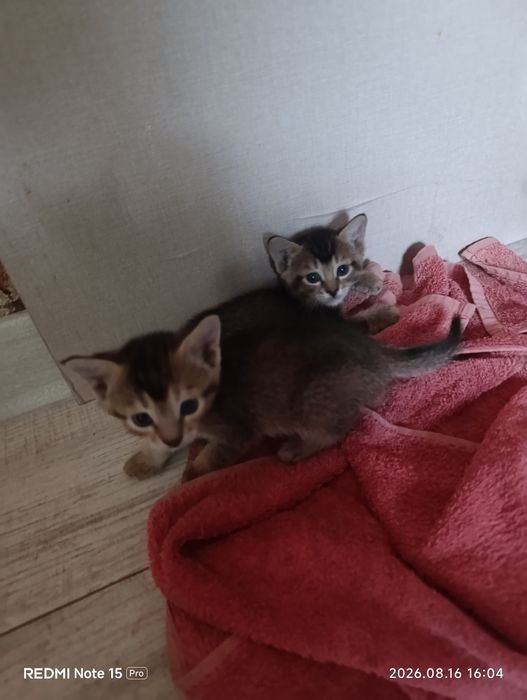 Котята бесплатно