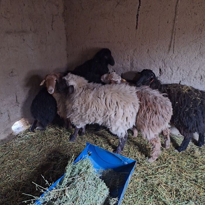 Жас . Ақ Қошқар.