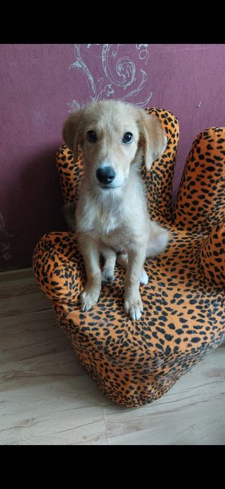 Отдам щенка девочку,  в хорошие руки