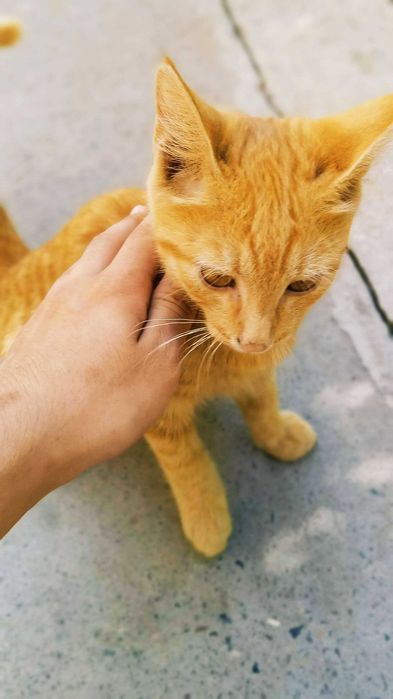 Отдам хорошим людям