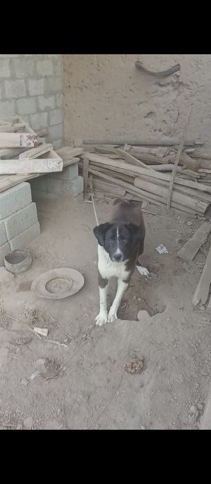 Sotiladi Xonqa tumani