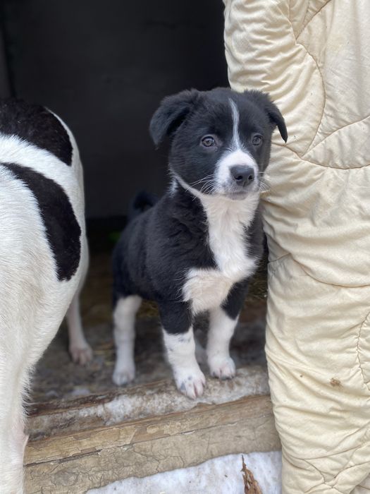 Отдам щенков в добрые руки!