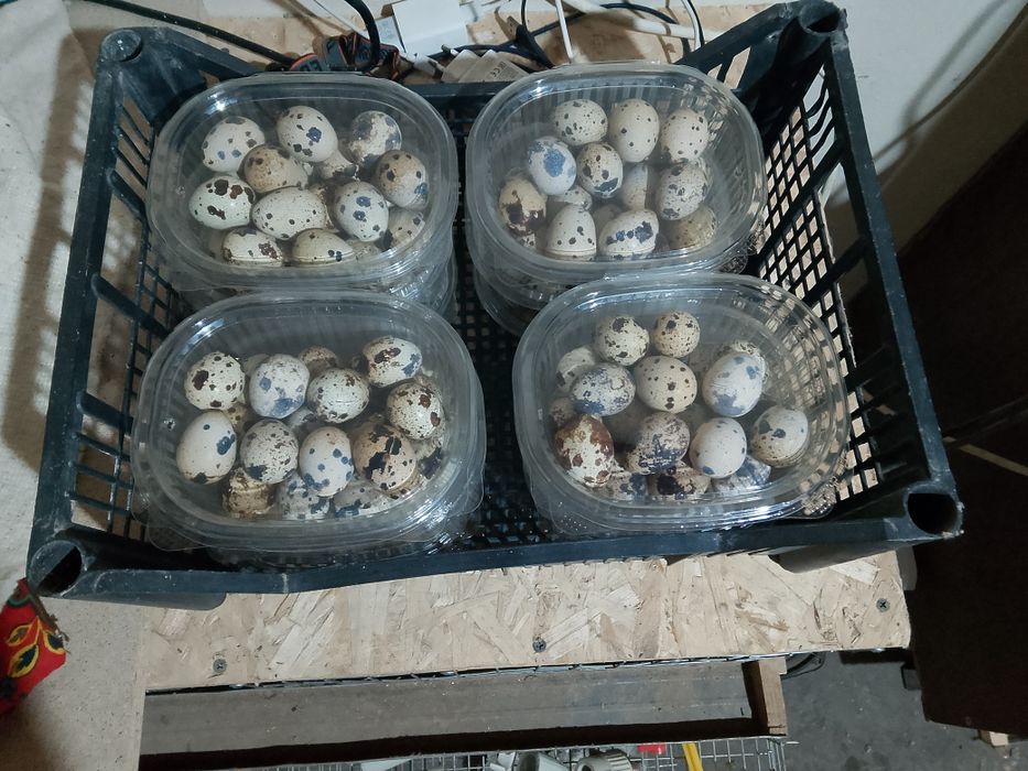 Боденены жумырткасы