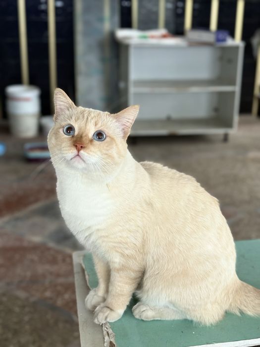 Кот Сема ищет семью