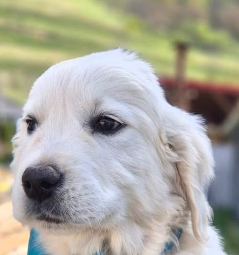 Vând pui golden retriever mascul- cu pedigree