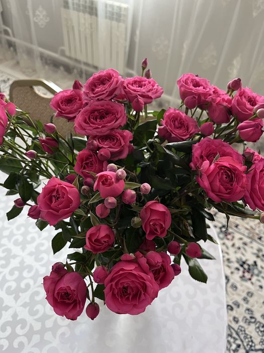 розовые кустовые розы