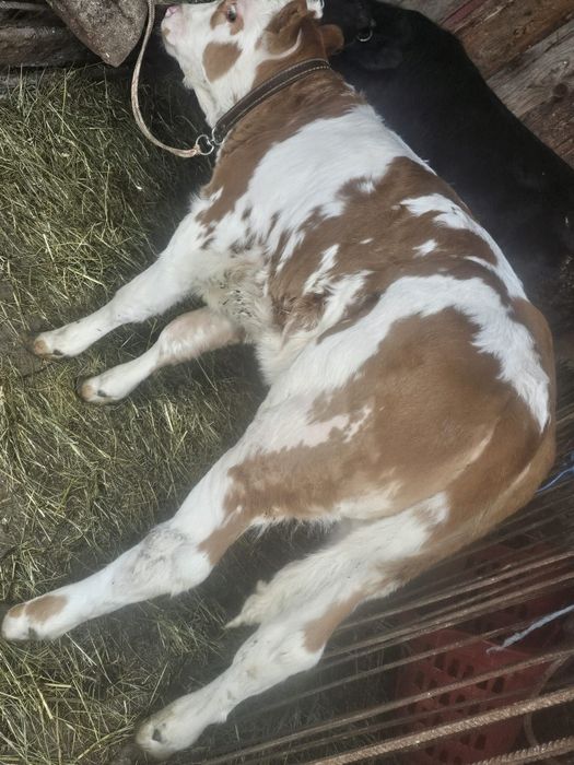 Vând toantă orașul vițea de două luni jumate și de trei luni jumate