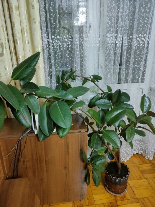 Фикус каучуконосный
