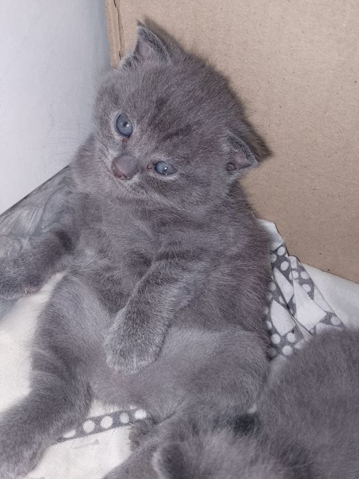 Продаётся котенок девочка