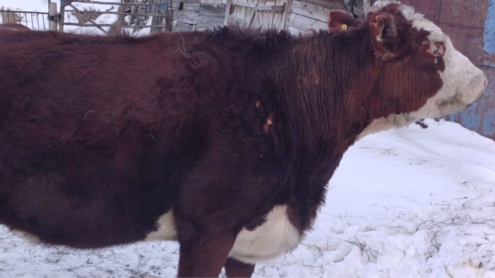 Продам корову белоголовая