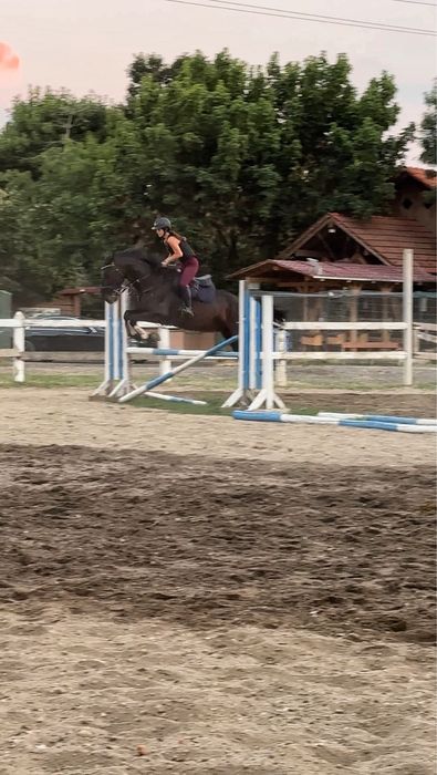 Cal de sport unguresc