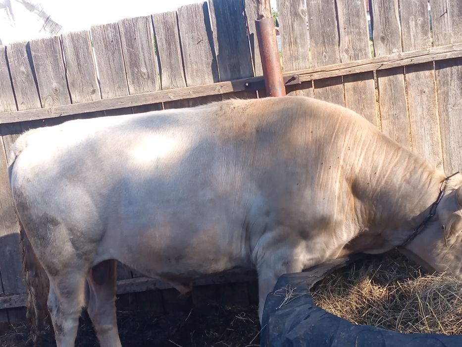 Продам 2 быка с откорма