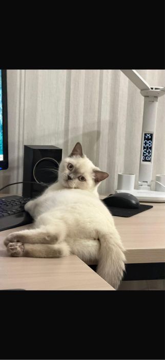 Кошка в добрые руки