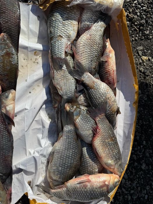 Свежая рыба карась