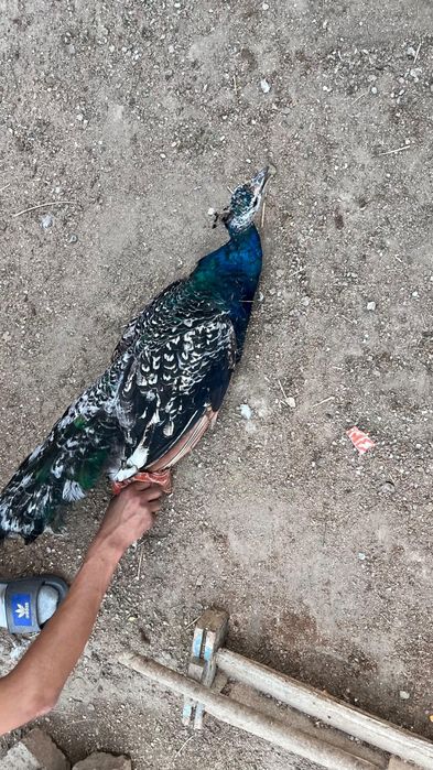 Павлин сатылады черноплечий