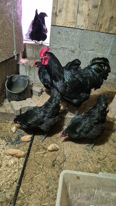 Oua araucana Australorp  și