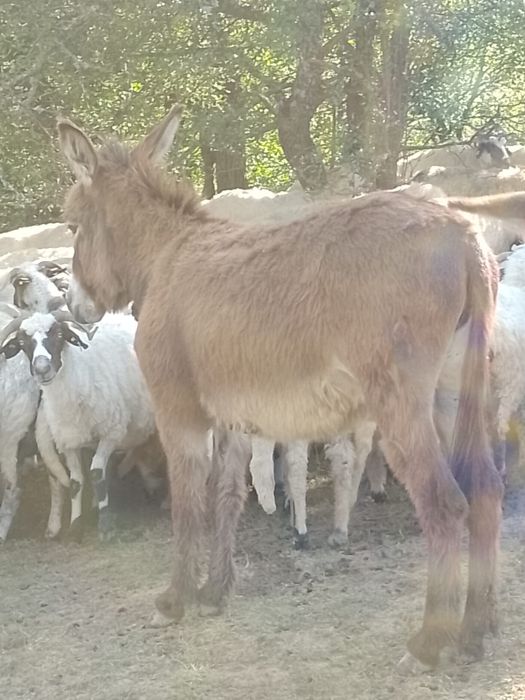 Vand mânză și o măgăriță