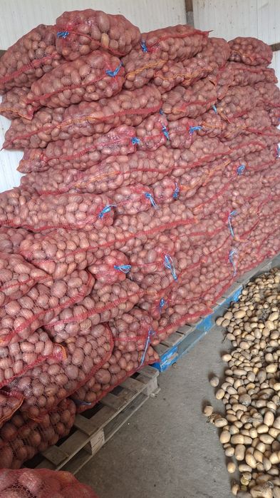 Cartofii de consum și de animale