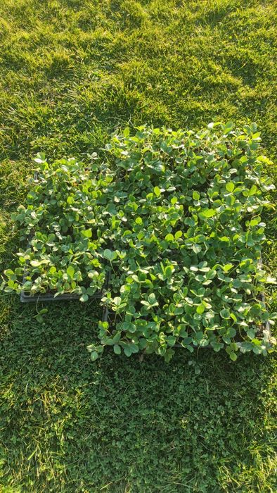 Предлагам разсад целогодишни ягоди сорт Албион